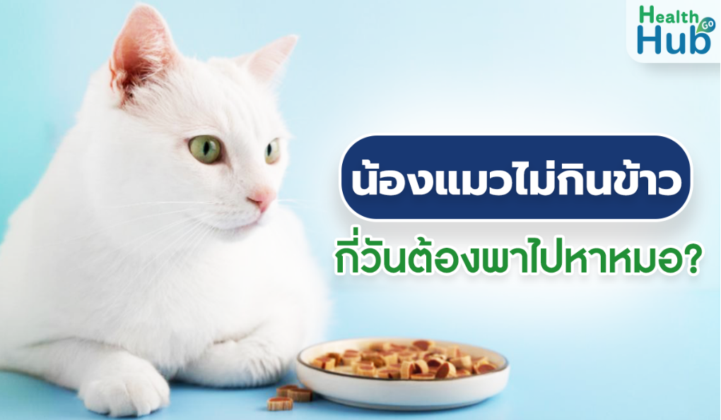 น้องแมวไม่กินข้าวกี่วันต้องพาหาหมอ